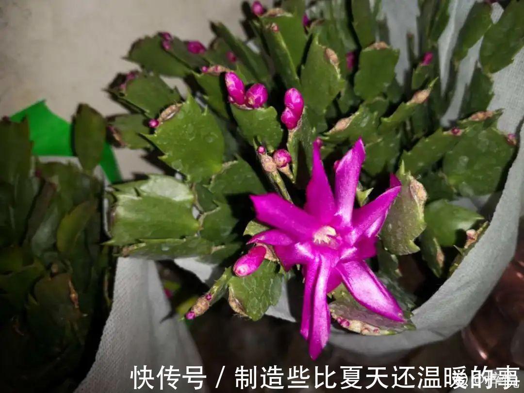 养护蟹爪兰,要注意8个要点,才能开出仙气飘飘花