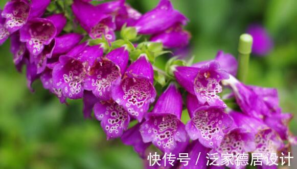 惊艳|8月18日-8月28日,庭院选这几款花,长的特别好,花色惊艳清新