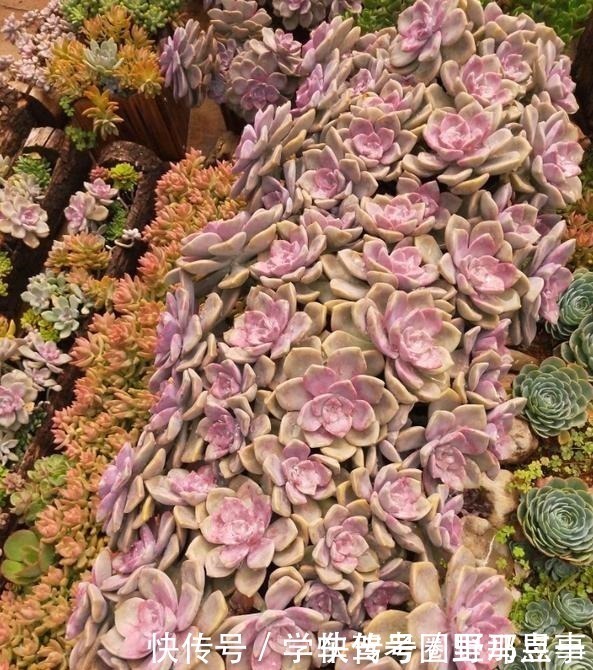 光照|以树干为花盆，可以把紫乐养出“一面墙”，感兴趣可以试试！