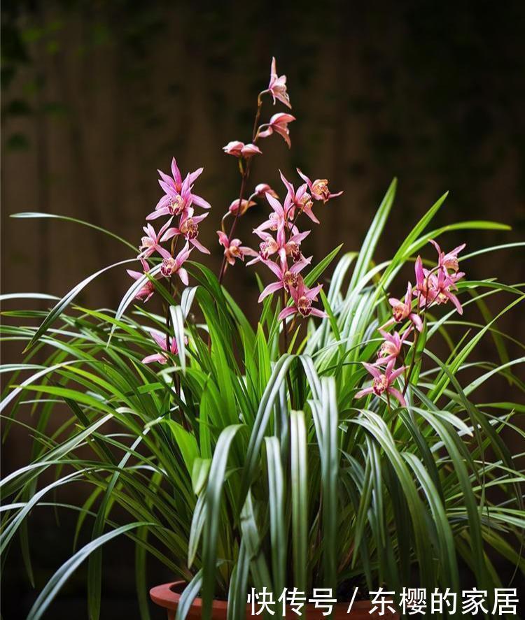  料养|养兰先养根用这免费料养出粗壮大白根，兰花开花多又香