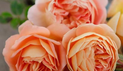  清香|最适合新手养的3种花，种植容易，多季开花，清香幽远，还很便宜