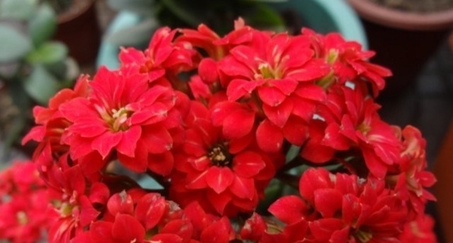 四种老年人适合养的花,又容易养又能让他们打发时间!