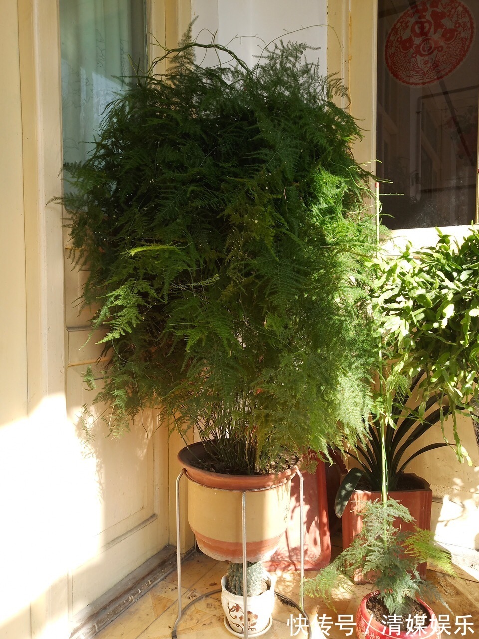 张大爷|张大爷家文竹养6年,长到1米5,变成粗壮、翠绿盆栽,年年开花