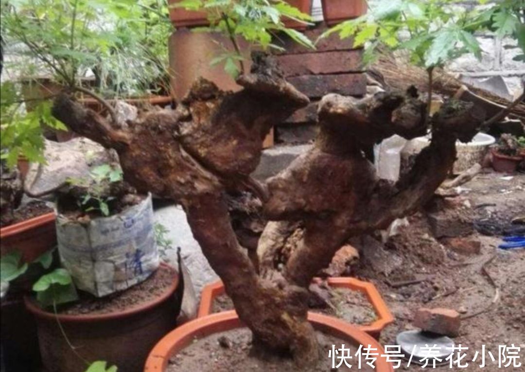 树桩|山上遍地的黄荆,做成漂亮盆景,古朴苍劲观赏性强