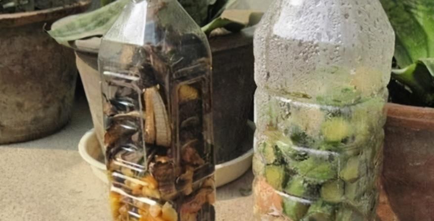 养花浇水是门学问，不讲究迟早要吃大亏，别再随意用了