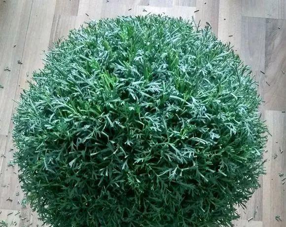 花开败后,手痒剃了个头,剃完就开花,一直剪一直开!