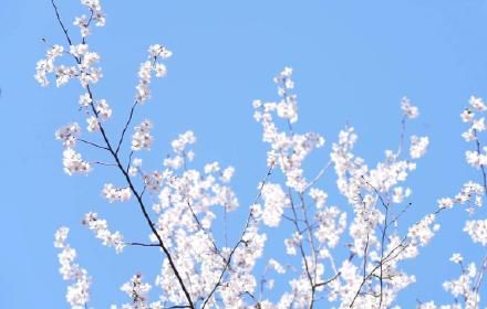 老年|漫山花开遍层林尽春色