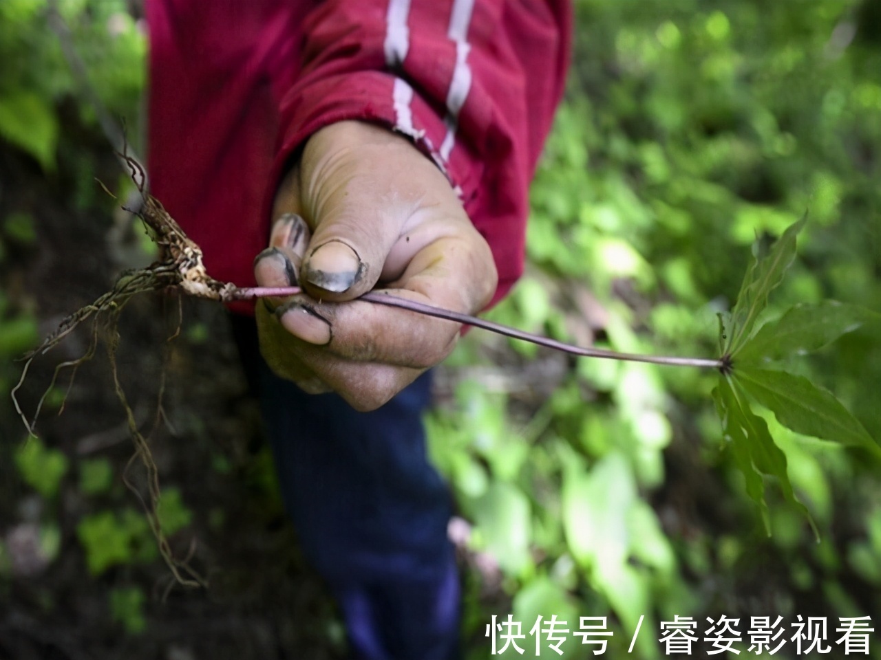 雄激素|几种“锌食物”男人不妨多吃,激活你的“雄激素”