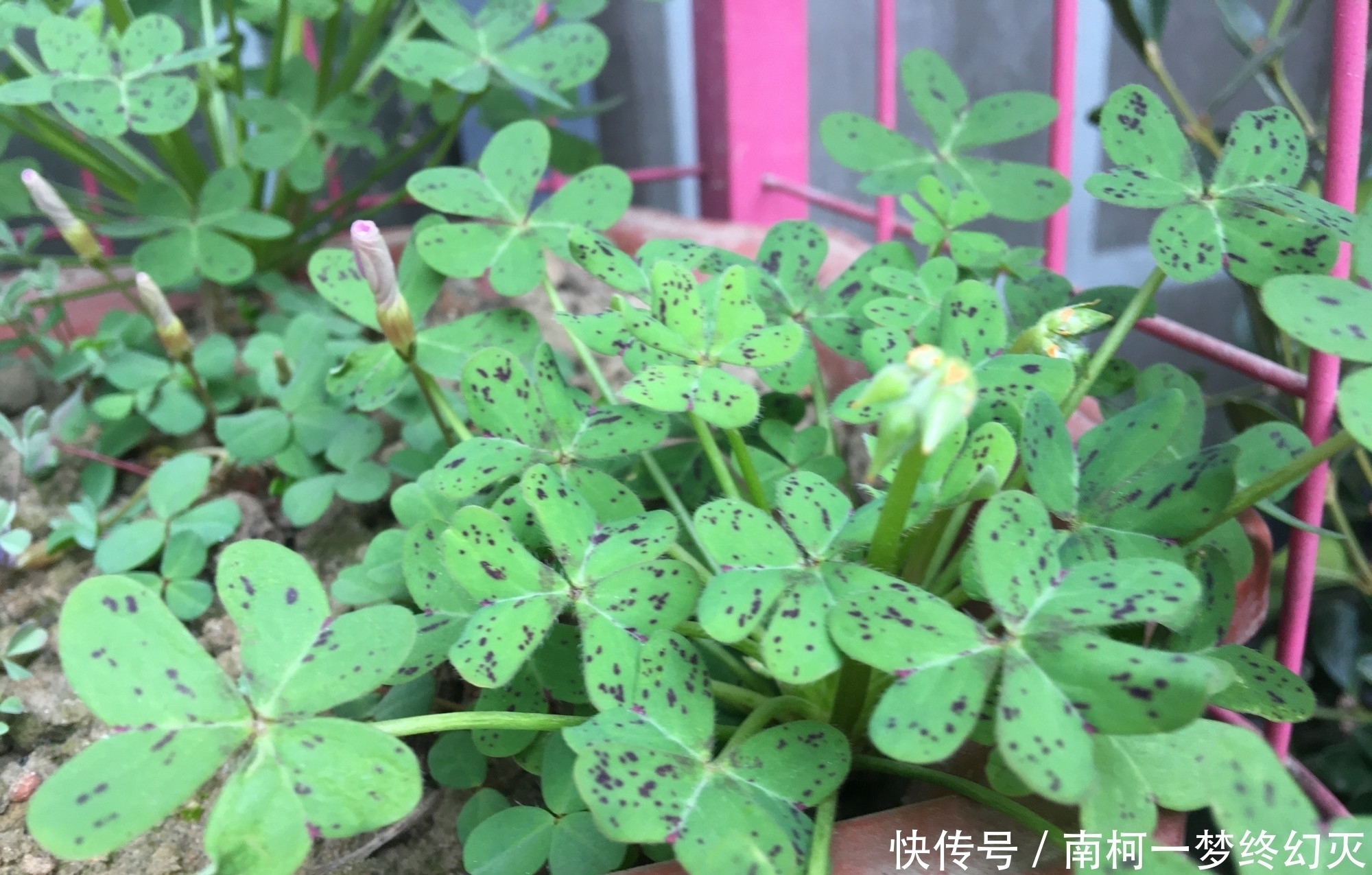 三种花非常顽强皮实,种哪长哪,生长开花不停