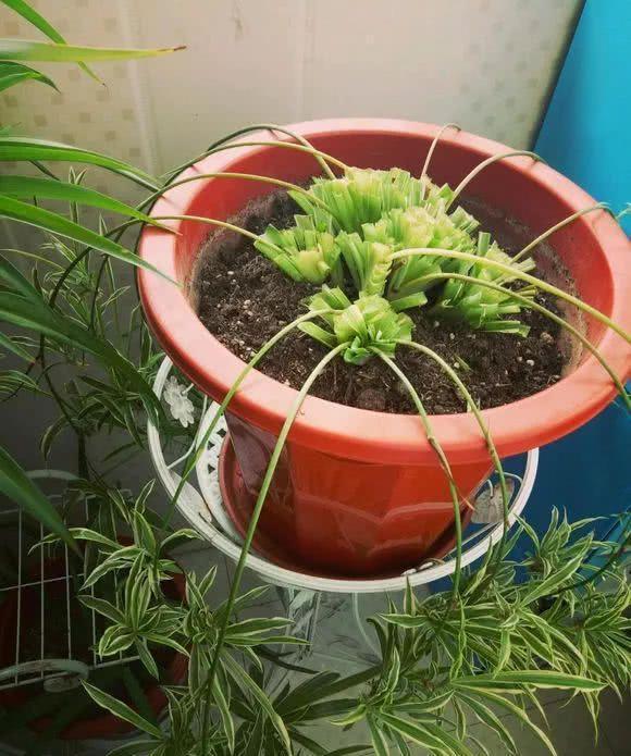 细菌|“2种花”再喜欢也别养,散“毒气”生细菌,家里若有尽快搬出去