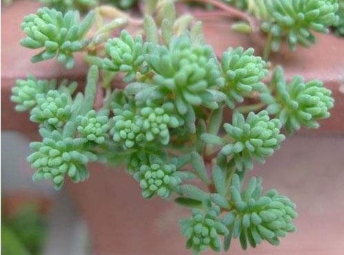 懒人阳台养多肉，就选这几款，叶子肥美还治愈，比露养的还惊艳