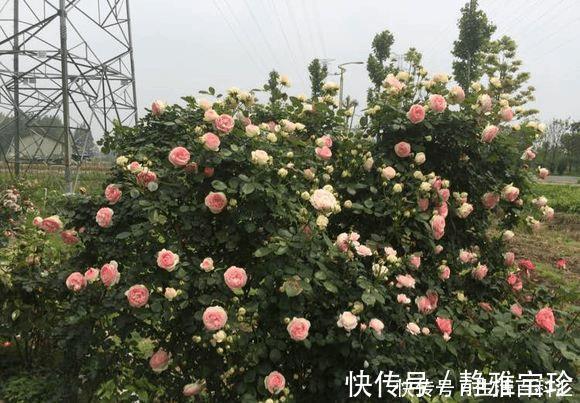 扦插月季没一根成活?那是你方法不对,这样一插就活