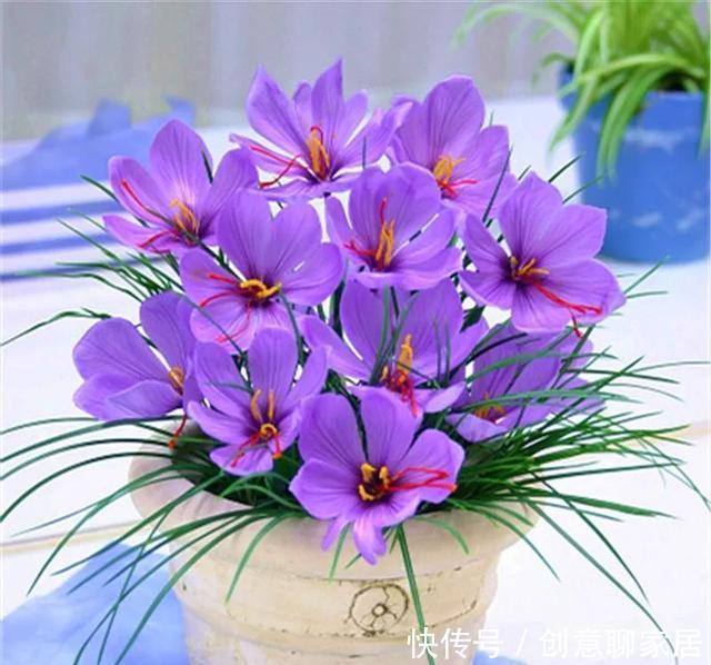 插土就能活!大半个月不用浇水,繁殖掐枝就能活,适合懒人