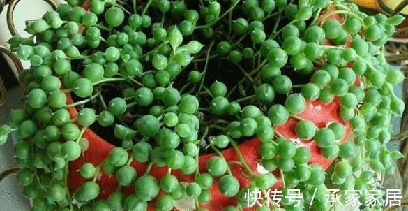 花友|3种有品位,有格调的绿植,养在家里很吸睛