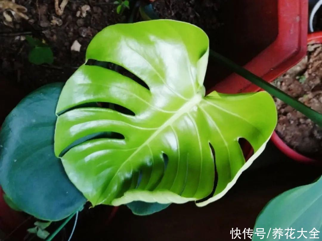 最怕晒的10种花，赶快搬进屋，否则会死掉