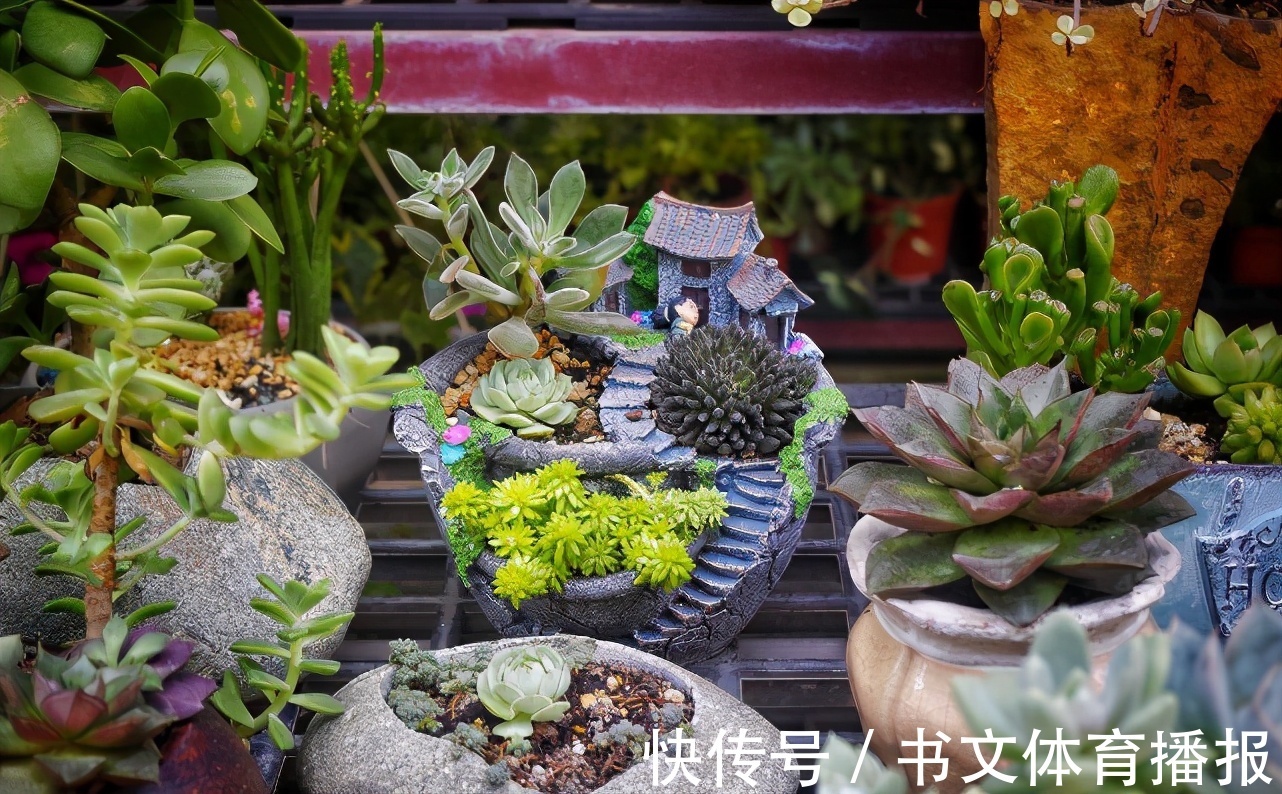 这4个基础要求没落实好,盆栽多肉,再上心也养不好,干瘪难看