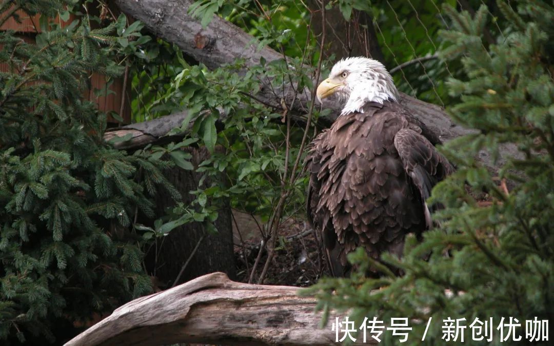 巨蟹座|未来15天，旧爱回首，良缘再现，将旧情复燃，再度相爱的3星座