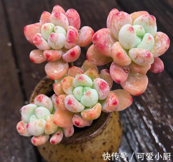 冬天养多肉劳尔,教你几个小技巧,掌握了叶片饱满,香味清新