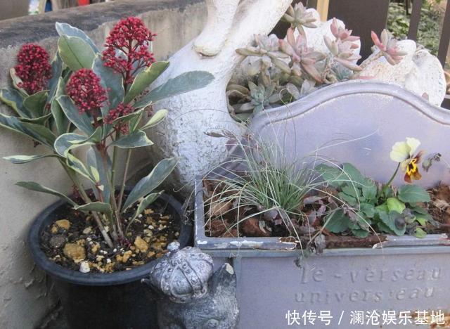 多肉植物|养花不会浇水，家里再多花也会被糟蹋，新手盆栽浇水指南