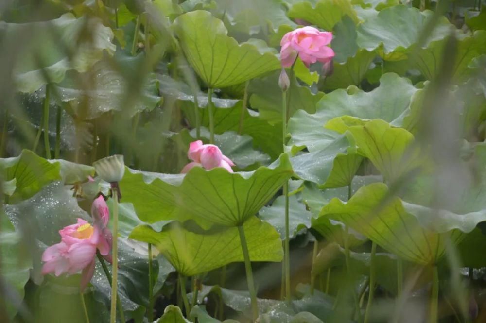  沉香|古诗词文赏析之宋词《苏幕遮·燎沉香》周邦彦