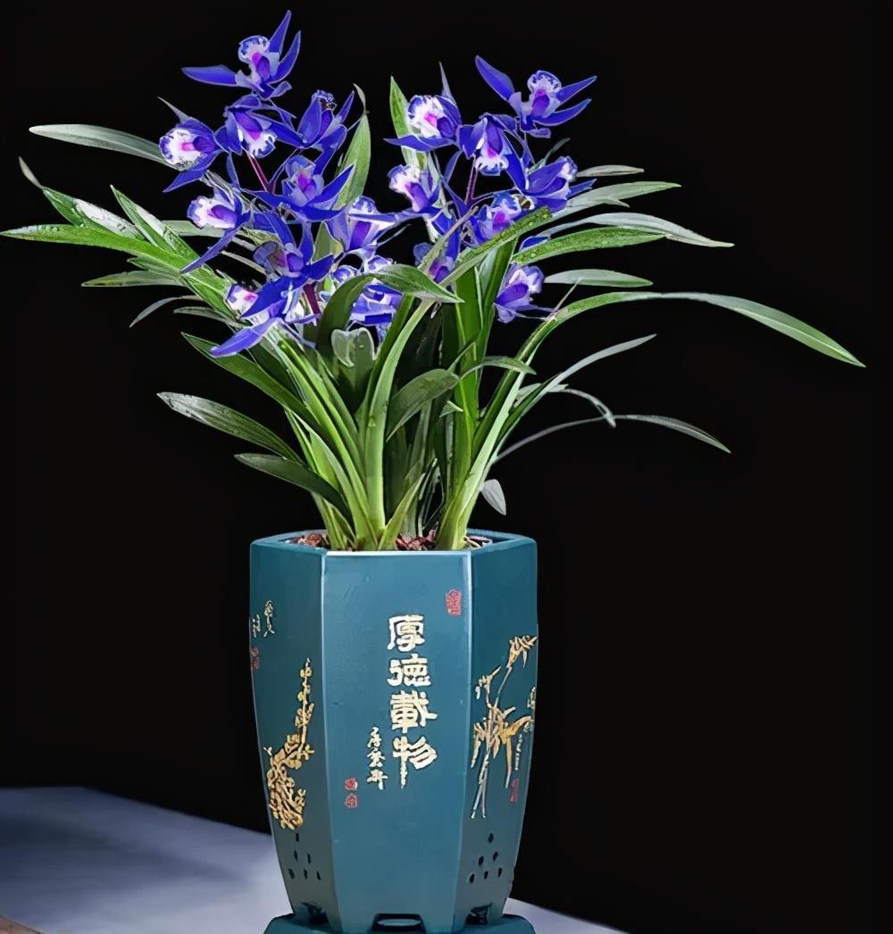 角落|阳台有个小角落,养棵建兰“蓝宝石”,皮实好养,四季清香宜人