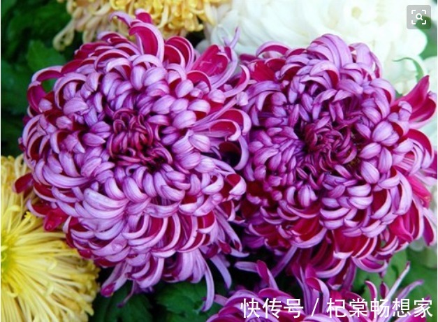 养花|新手养花,不如养盆花中精品“初乌”,厚重光泽,朴实华丽!