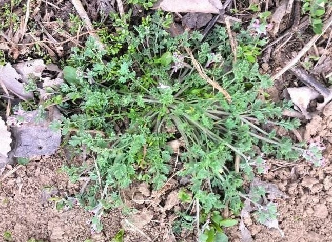 治疗|一种常见的野草，南方才能见到，治疗流感，见到记得带回家