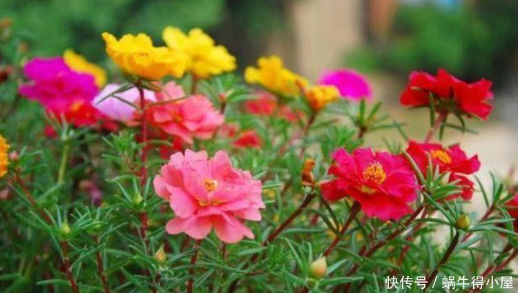 4种花适合夏天养,开花爆盆花期长,家里变成一片花海