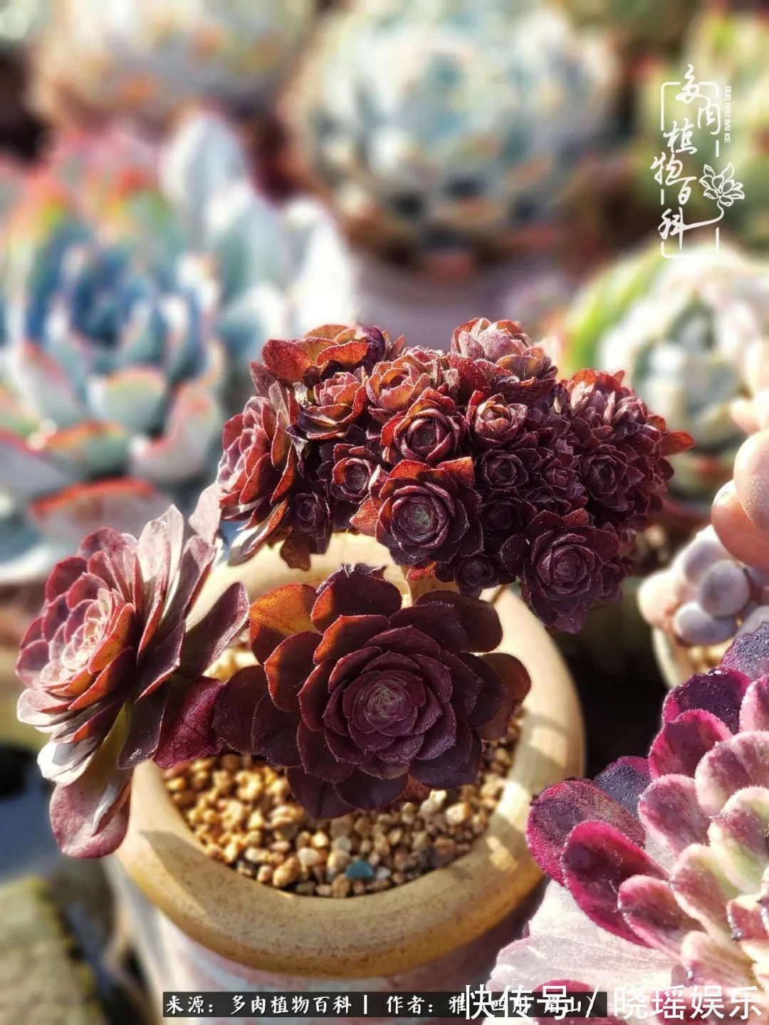 万圣节|养多肉六年,从痴迷到佛系,世事漫随流水,唯有喜爱永恒!