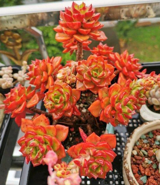 养多肉,一到夏季就徒长、黑腐、化水谨记3点保管枝叶繁茂