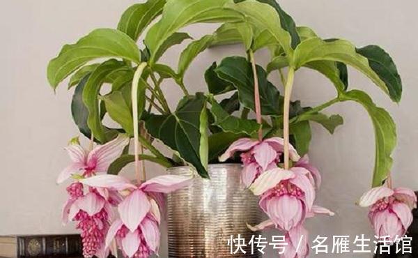 养花试试这几款,花朵像小铃铛,开花能力也是非常的强