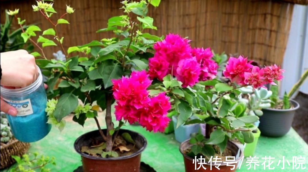 秋天|秋天三角梅不开花，用3种方法来“促花”，1个月枝头长满花苞