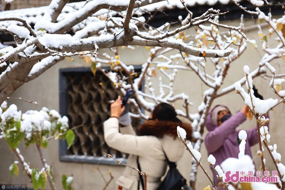 蜡梅吐蕊，玉兰含苞：济南初雪后，大明湖静美如诗