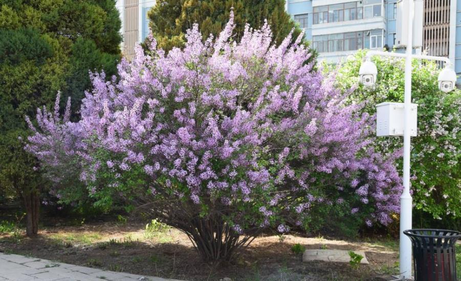 家里养了4种花,旁边的花草很难长好,都来看看你家养过几种?