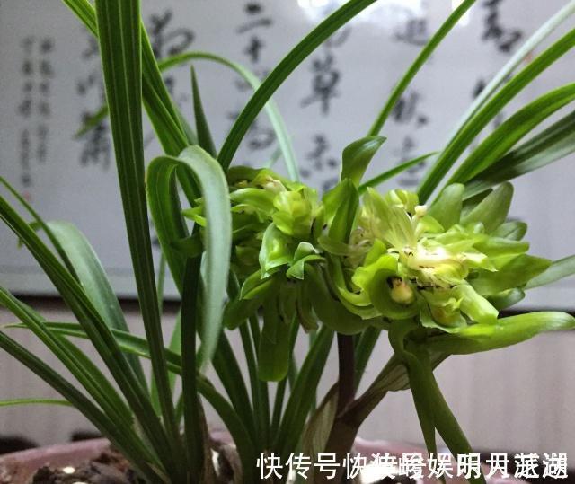 兰花|兰花被我养得面黄肌瘦黄叶掉叶怎么办3点措施还可以拯救一下