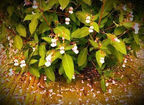 憔悴!李煜病中写下一诗,道尽一生悲凉,仅开篇两句,便催人泪下