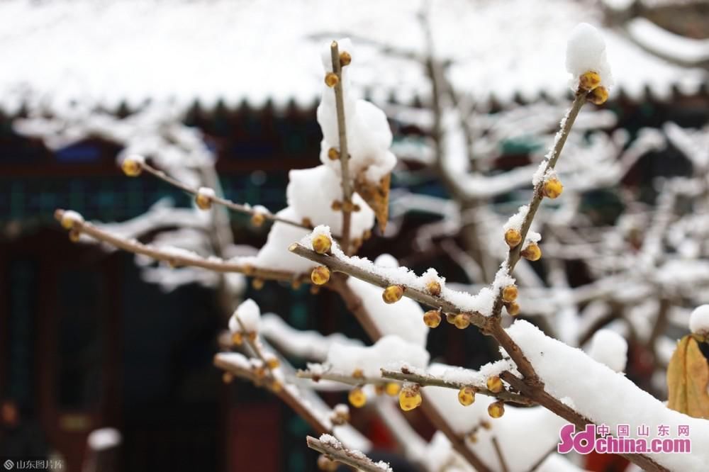 蜡梅吐蕊，玉兰含苞：济南初雪后，大明湖静美如诗