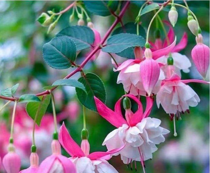 4种福运花,自带福气好养活,养上一盆四季欣赏,好养活还不贵