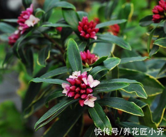 金边瑞香叶子打蔫?记住这“六怕”,叶片硬朗油亮,开花满屋香