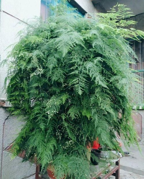 喜欢|文竹喜欢“糖水”,每30天给它喝一口,枝叶翠绿又茂盛