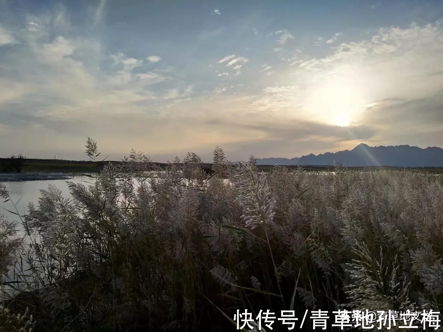 梭梭林@屠申泽，今日芦花又飞雪(组诗)
