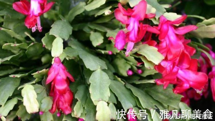 木炭|养花换盆时，多“加”1物，花卉“10年”不烂根，叶子绿，开花多