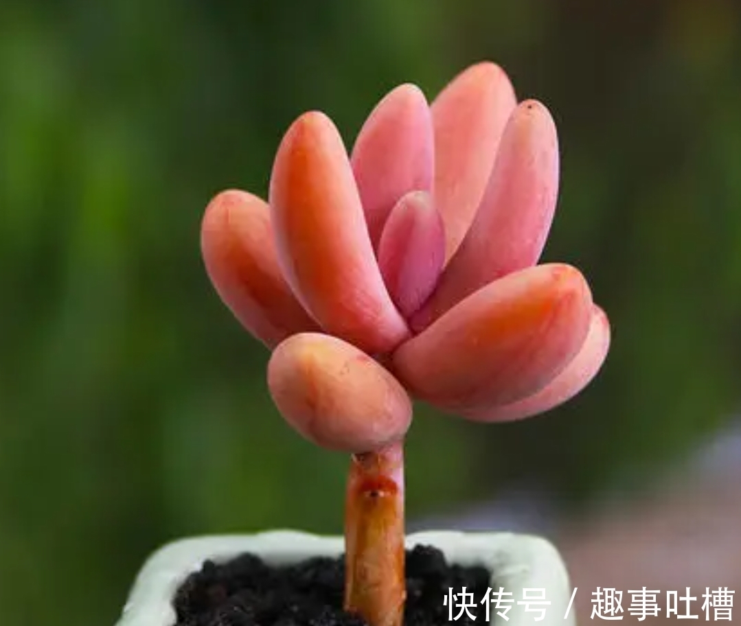 适合12月入手的8种多肉,冬天越晒越漂亮,养再多也不嫌弃