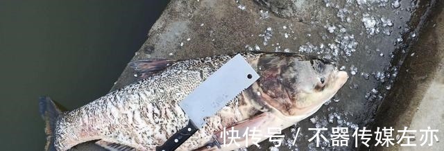 弹簧|野钓鲢鳙,鱼钩、弹簧、毛刷钓组哪种好用?