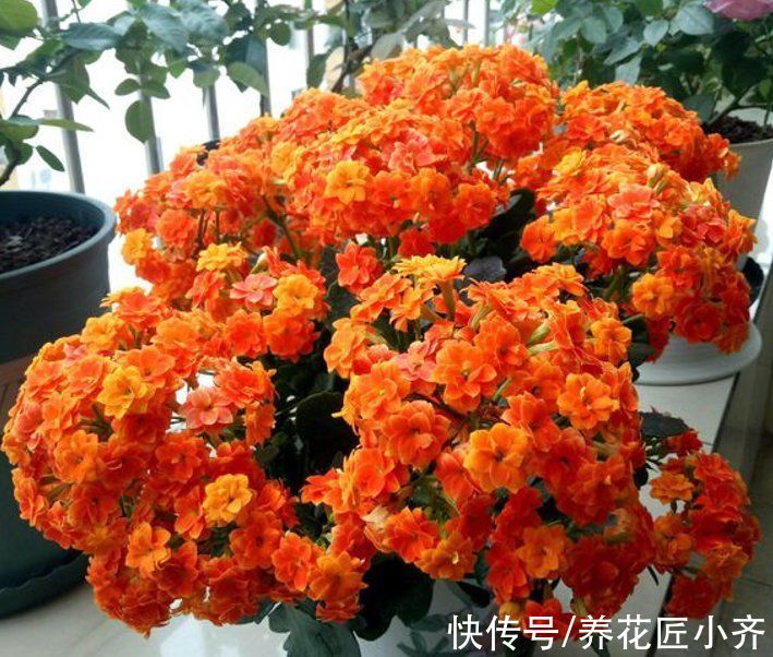 买到长寿花小苗,不要让它开花,做好这几步,让它花量“翻几倍”