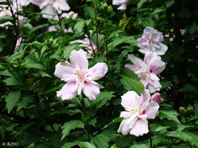  花朵|农村庭院常见“疟子花”，花朵鲜食美味爽滑，4大功效在这里