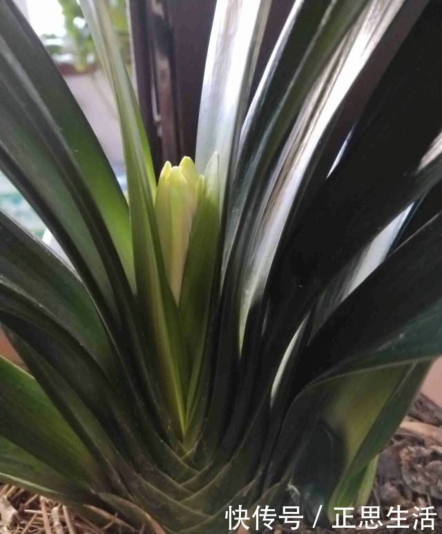 新叶|君子兰长出抽屉叶怎么办直接用刀割成开裆裤恢复吧
