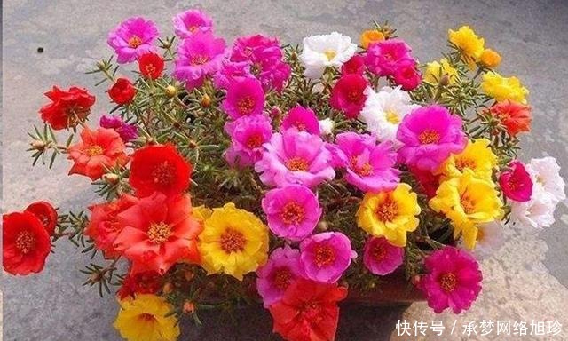 三亚发现一户人家院子,那叫一个惊艳!拍照给你们瞧瞧,真是羡慕