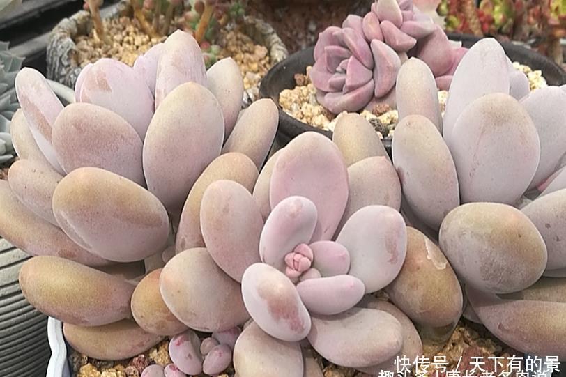 多肉叶插的时候叶片还没出根和出芽应该怎么弄？需要照射散光吗？