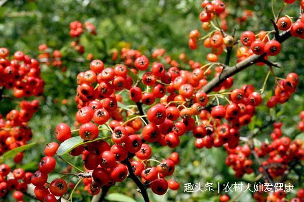 白带|农村这种珍贵的“红宝石”，可以活血养血，治病调经，提高智力